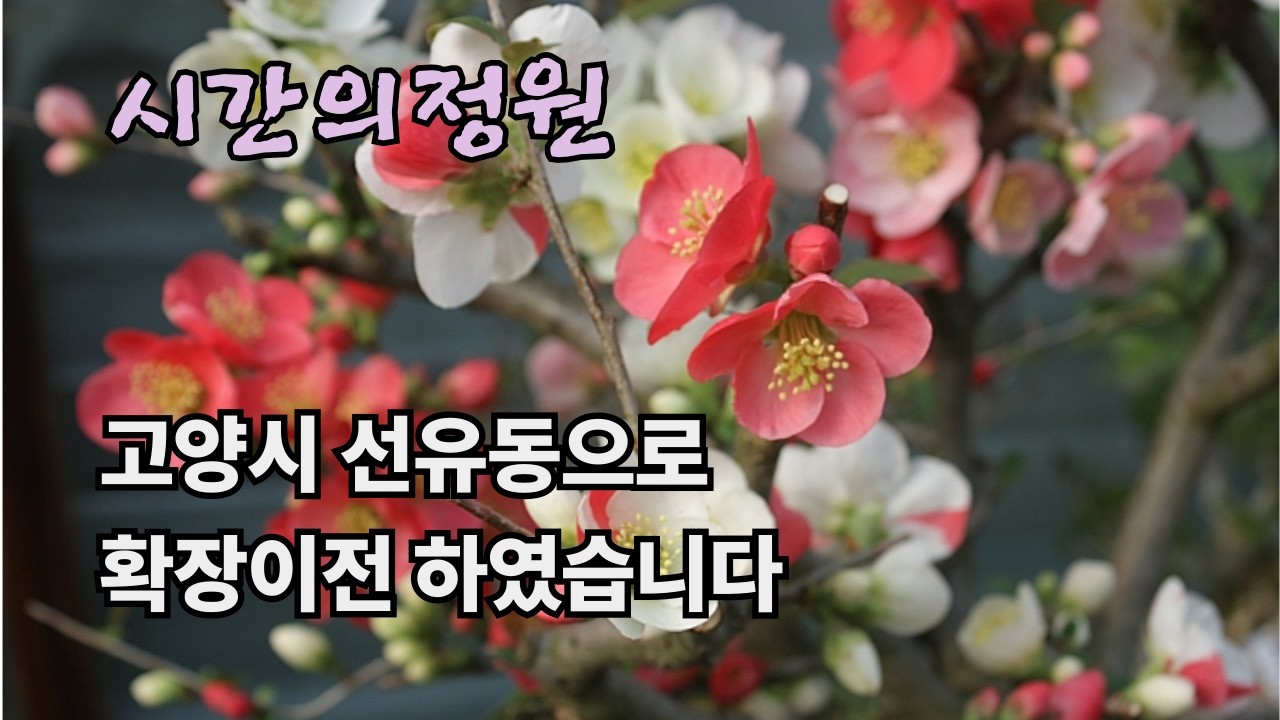 26.3.16,시간의정원 ,길마가지,앵두,일월성,유매,캄파눌
