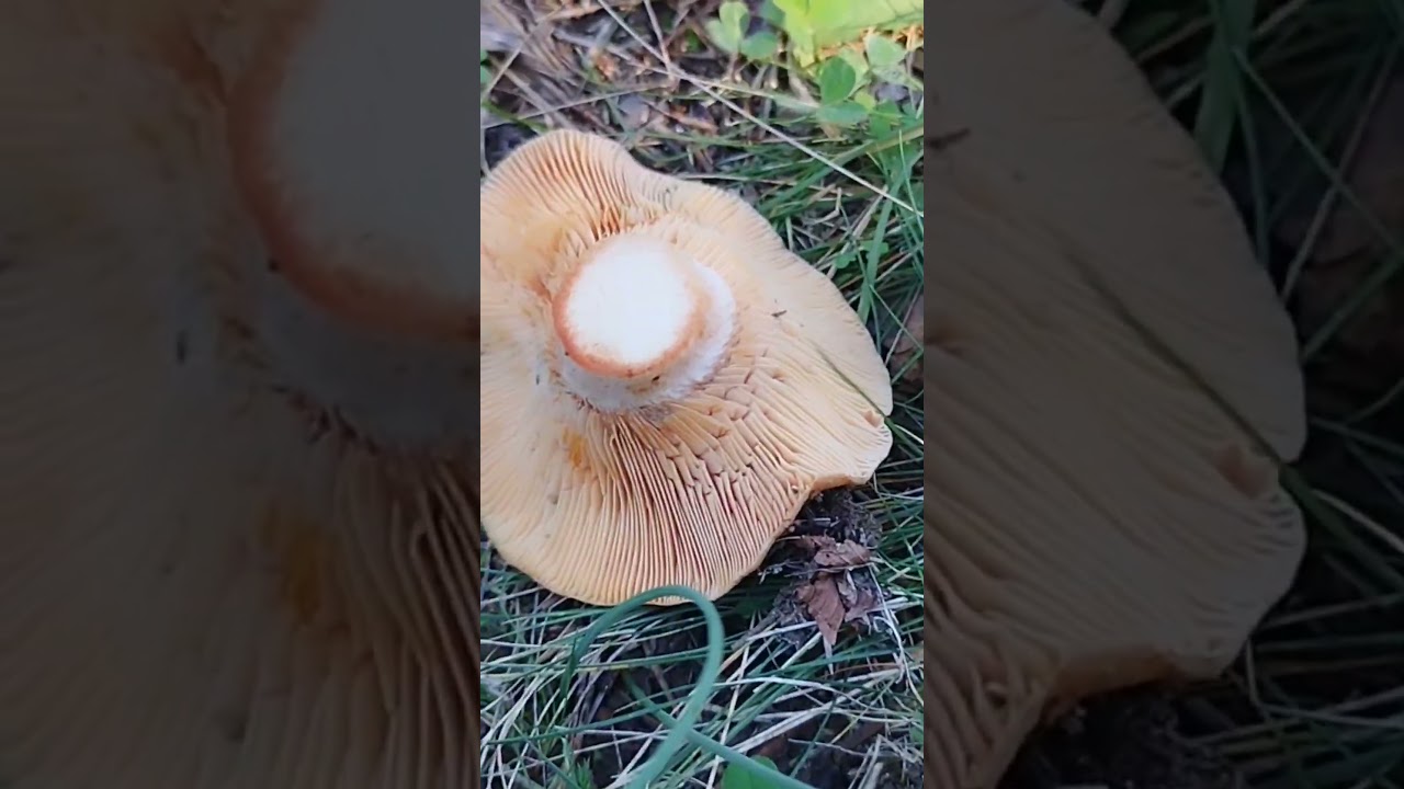 Рыжик сосновый и рыжик красный - отличия. #лес #nature #fungi #грибы #природа #болгария