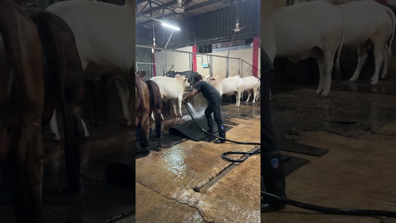 The Shepherd’s daily job is to clean the cow dung and rubber mats with water very quickly