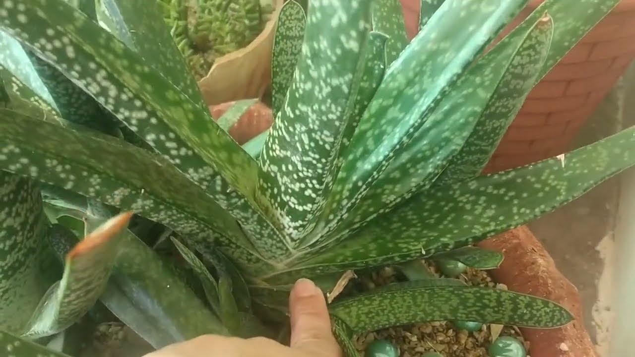 Gasteria plant care/rare succullent
