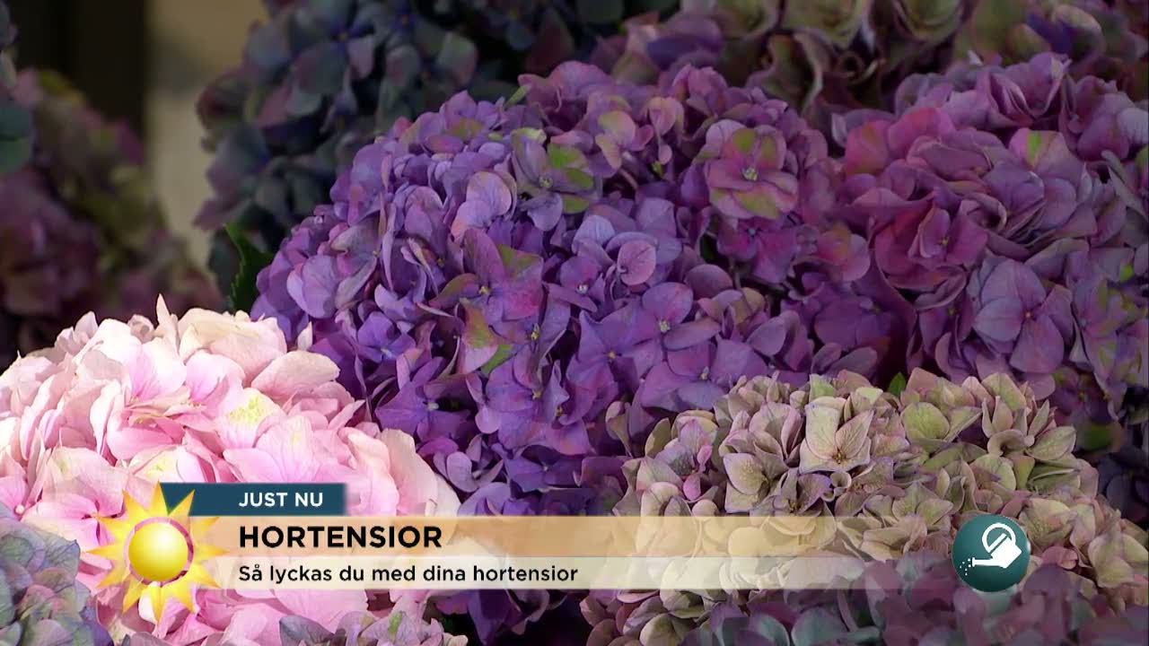 Så lyckas du med modeväxten hortensia - Nyhetsmorgon (TV4)