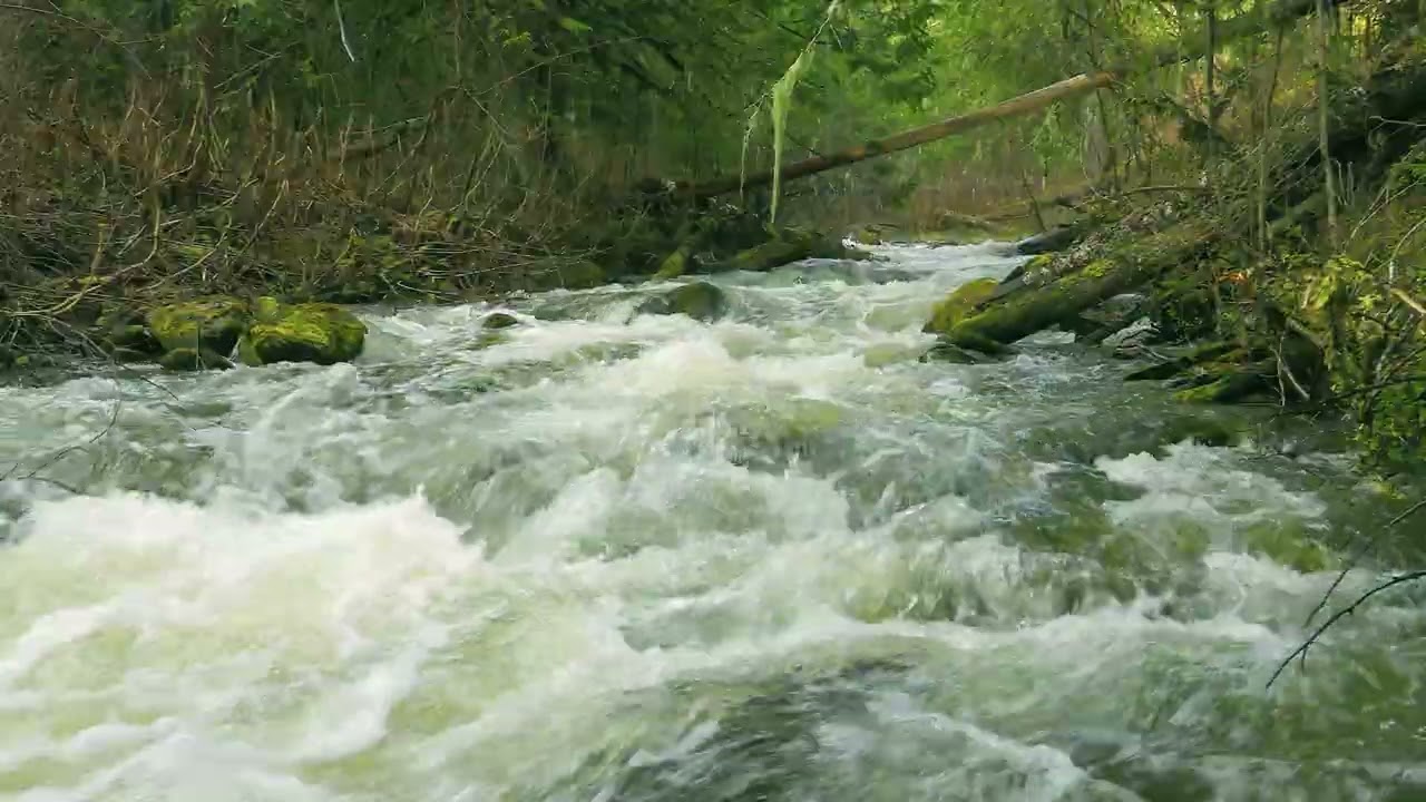 3 Hours of Gentle Creek Sounds for Sleeping • Soothing Forest Ambiance • Deep Sleep & Relaxation