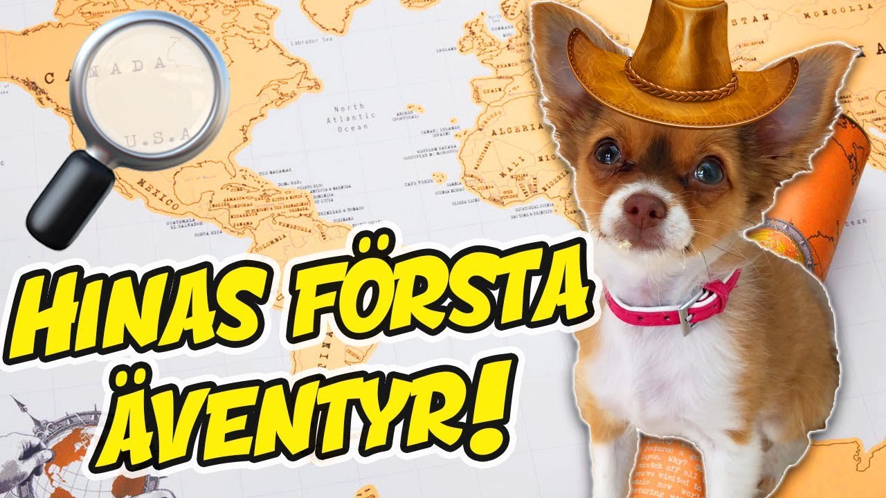 Hinas första valp-äventyr! 🐶Vlogg