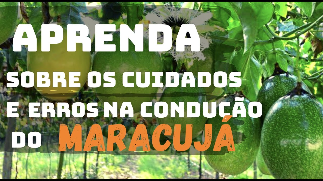 Cuidados e erros na condução do Maracujá.