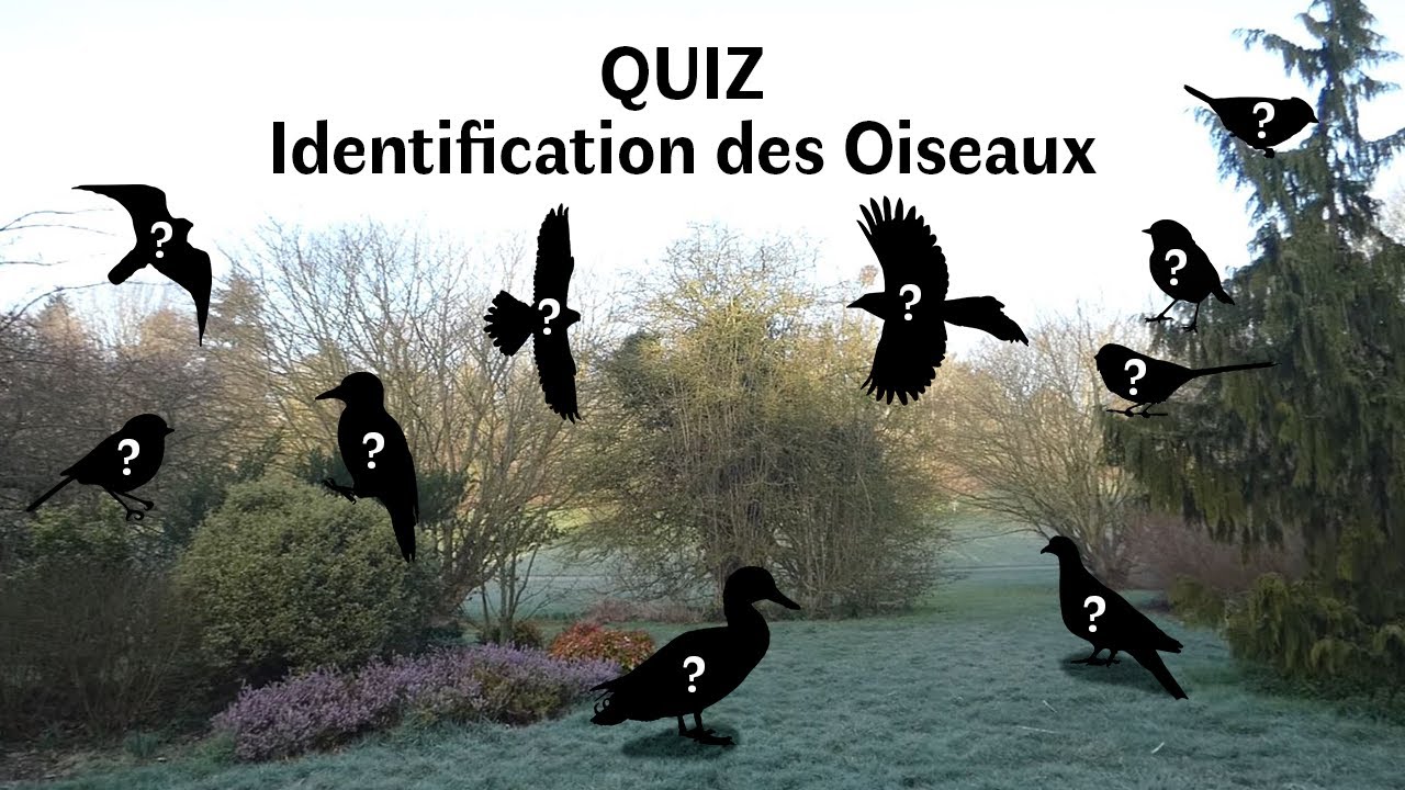 QUIZ Identification des Oiseaux #1