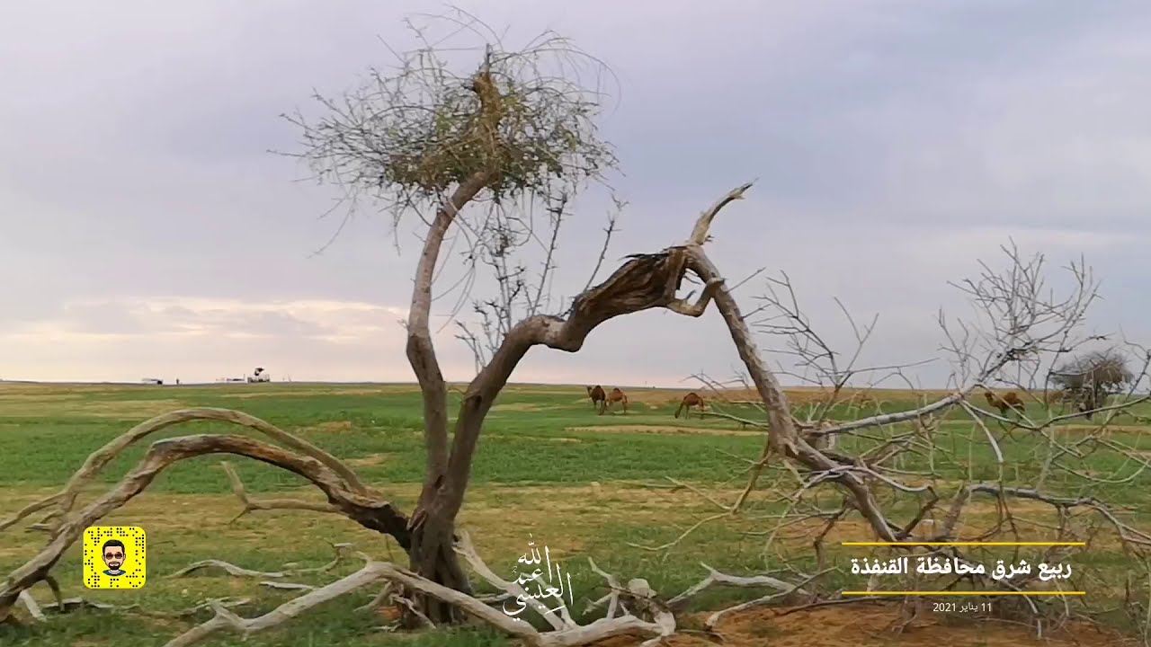 ربيع شرق محافظة القنفذة 11يناير 2021 احد بني زيد