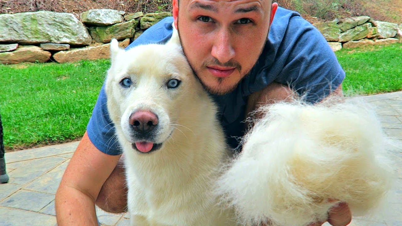Husky Bath