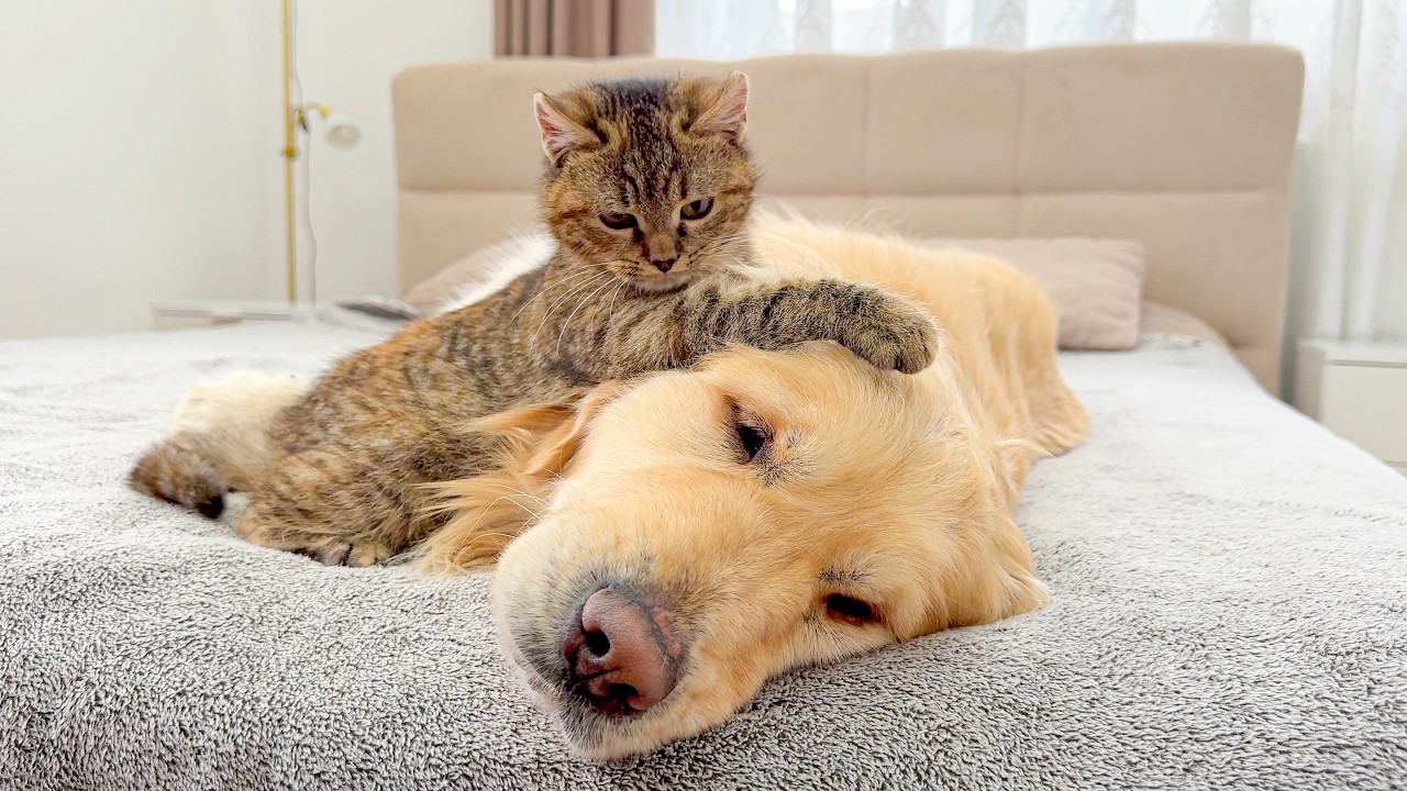 Fearless Kitten Bullies Giant Golden Retriever – His Reaction Is Priceless!