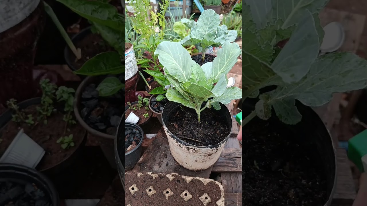 fácil e rápido acabar com pulgão e mosca branca 