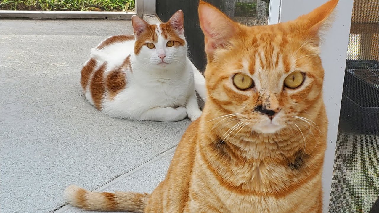 4 Months old Kittens vs 5 Years old Cats. 🐈😻💕 | Living Life To The Fullest Florida 