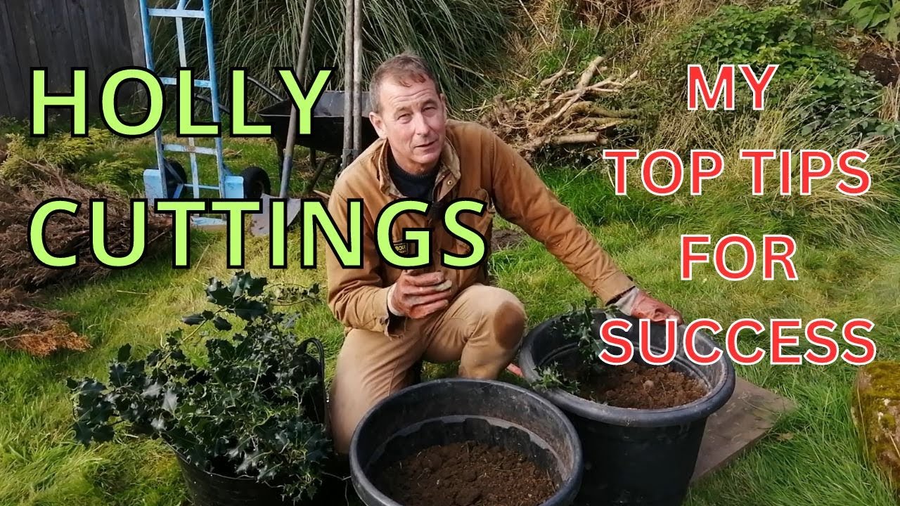 HOW TO TAKE HOLLY CUTTINGS HARDWOOD AND SOFTWOOD