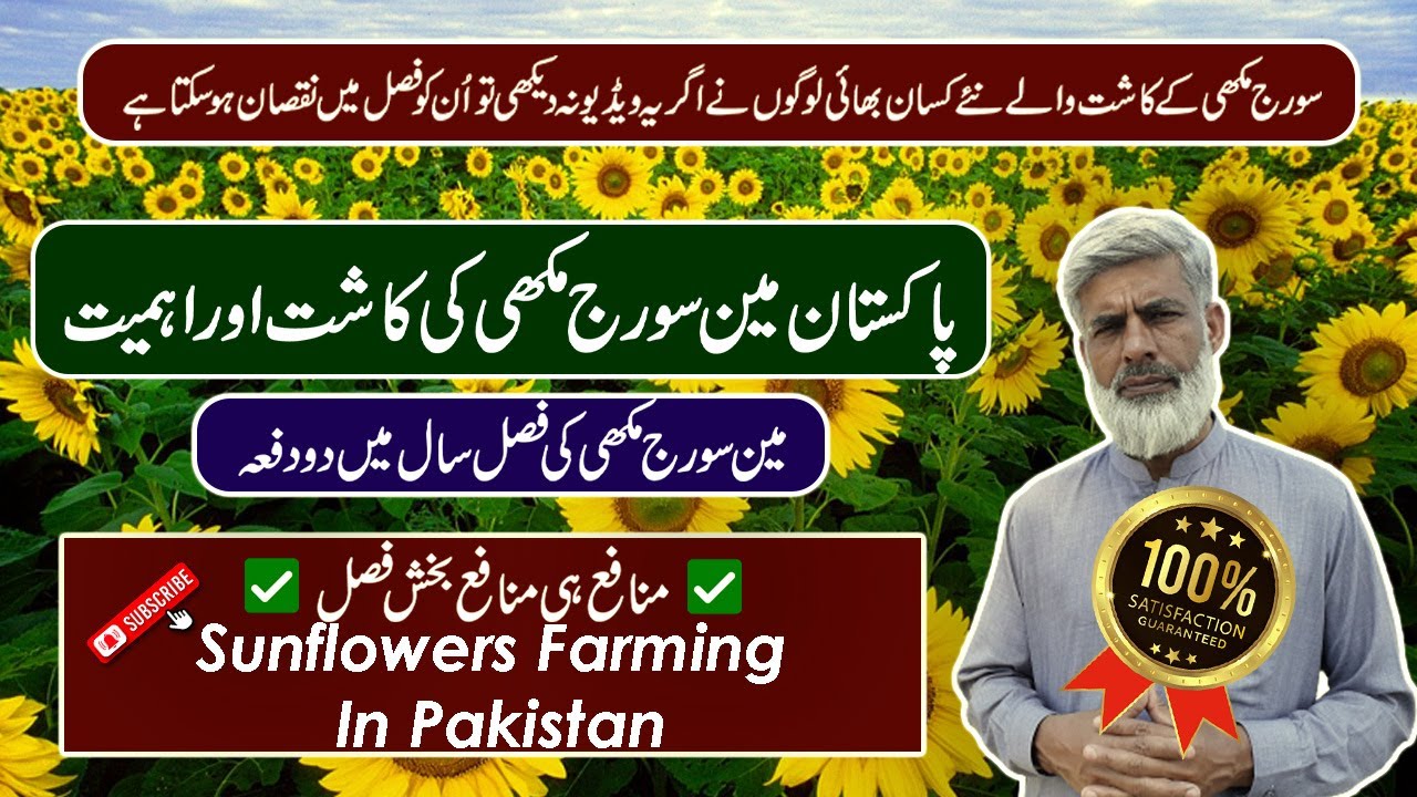 Surajmukhi Ki Kasht In Pakistan | Sunflowers Farming In Pakistan | Why sunflowers So Popular Again