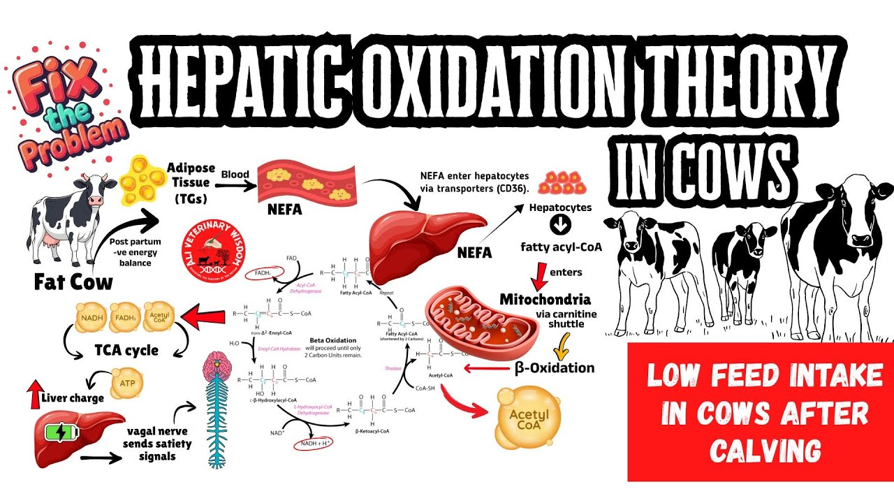 Low feed intake in cows - Hepatic oxidation theory - byane ke baad pashuka intake kaise badhaye