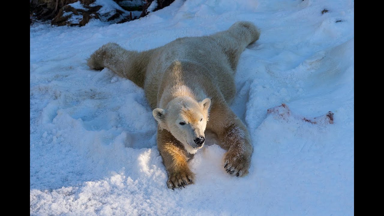 Polar Bears Play in Snow at the San Diego Zoo