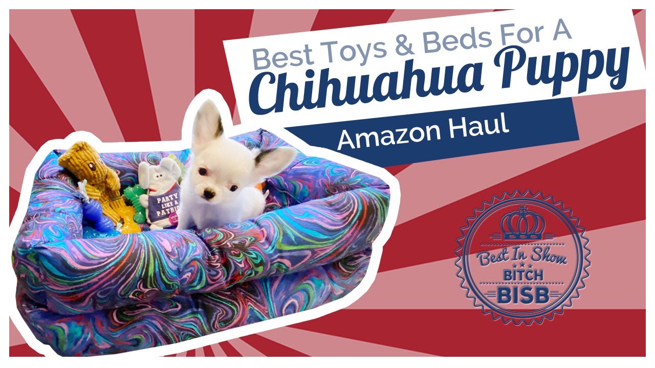 What are the Best Toys, Treats and Beds for Chihuahuas and Small Dogs - Puppy Haul
