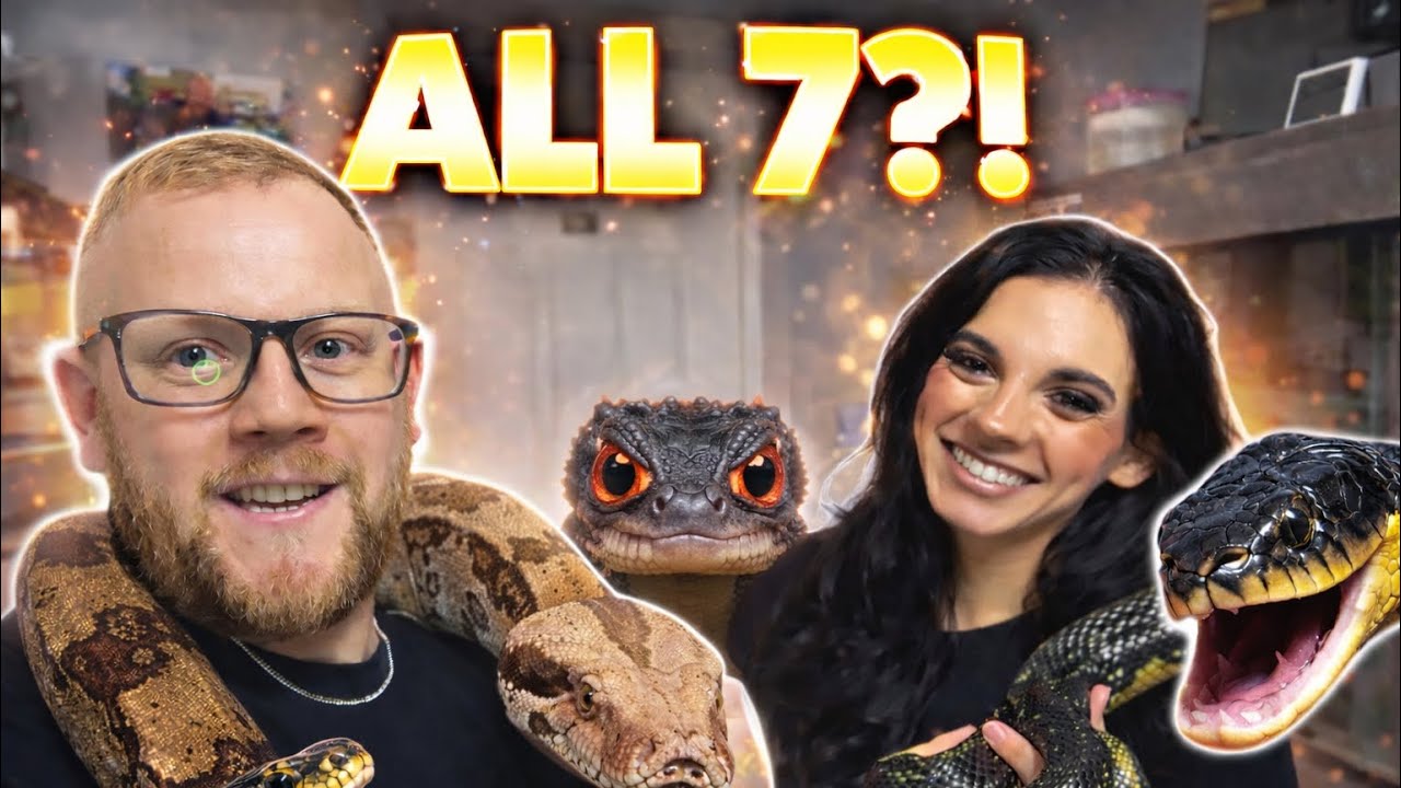Все 7 наших рептилий 🐍🦎 | Экскурсия по коллекции!