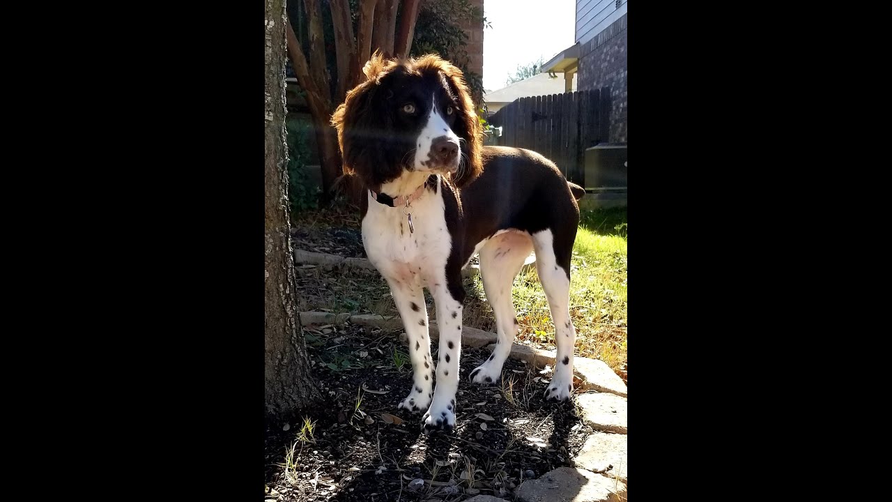 English Springer with Field cut.