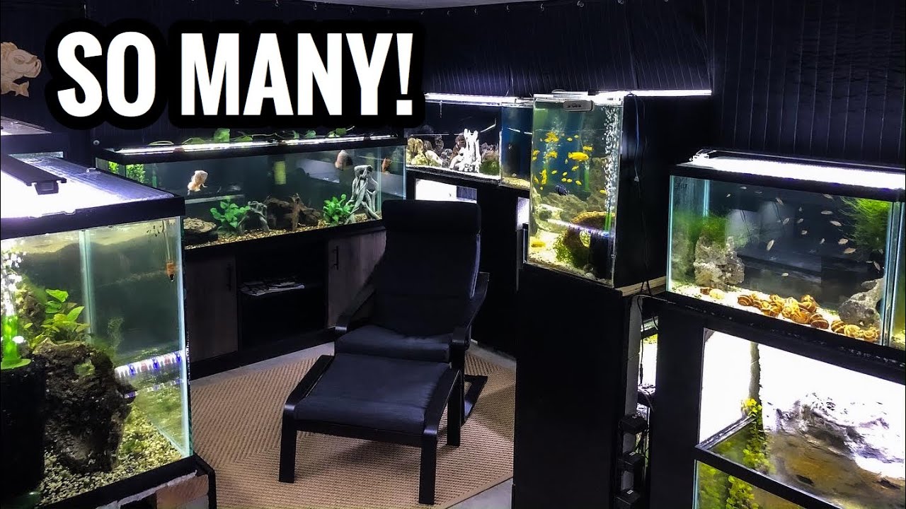 This House Has 30 Aquariums! WHY?!