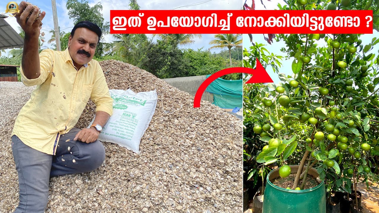 വെറും 16 രൂപ ! മണ്ണിന്റെ എല്ലാ പ്രശ്നങ്ങളും മാറി ചെടികൾ പൂക്കാനും കായ്ക്കാനും തുടങ്ങും! #agriculture