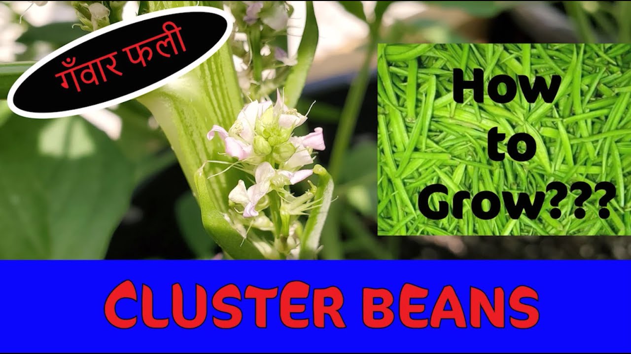 How to grow Cluster Beans (Guar Gum) from Seeds in Containers | बीजोंसे गवारफली गमलेमे कैसे उगाये 4K