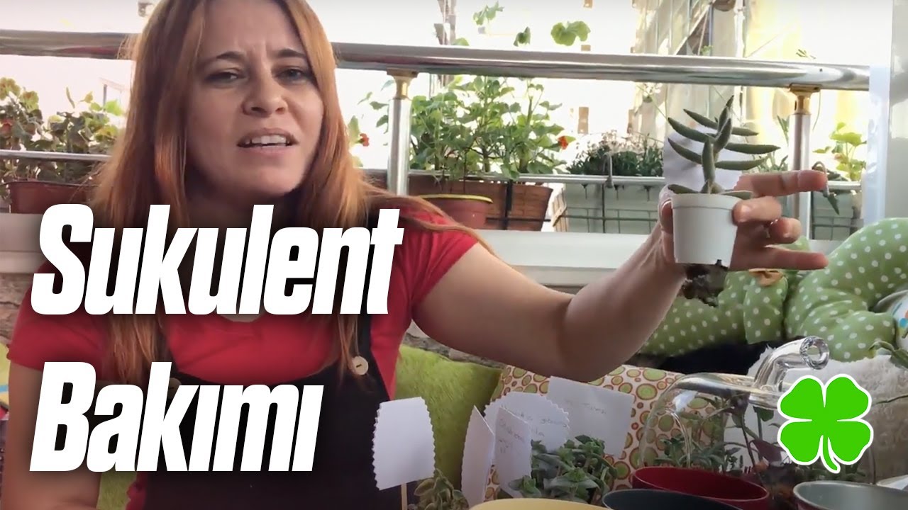 Sukulent Dikimi Bakımı Saksı ve Toprak Seçimi