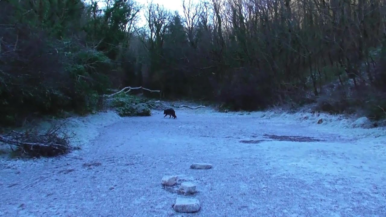Bear's Bites 05/01/2026 Part 2 of 3