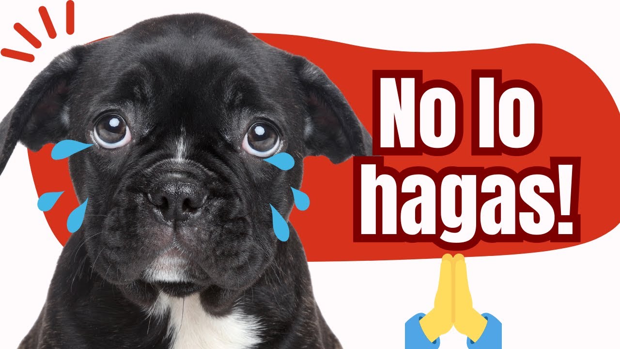 🔴 NUNCA CONVIVAS así con tu MASCOTA 🙏 | 7 Errores comunes de los dueños de perros.