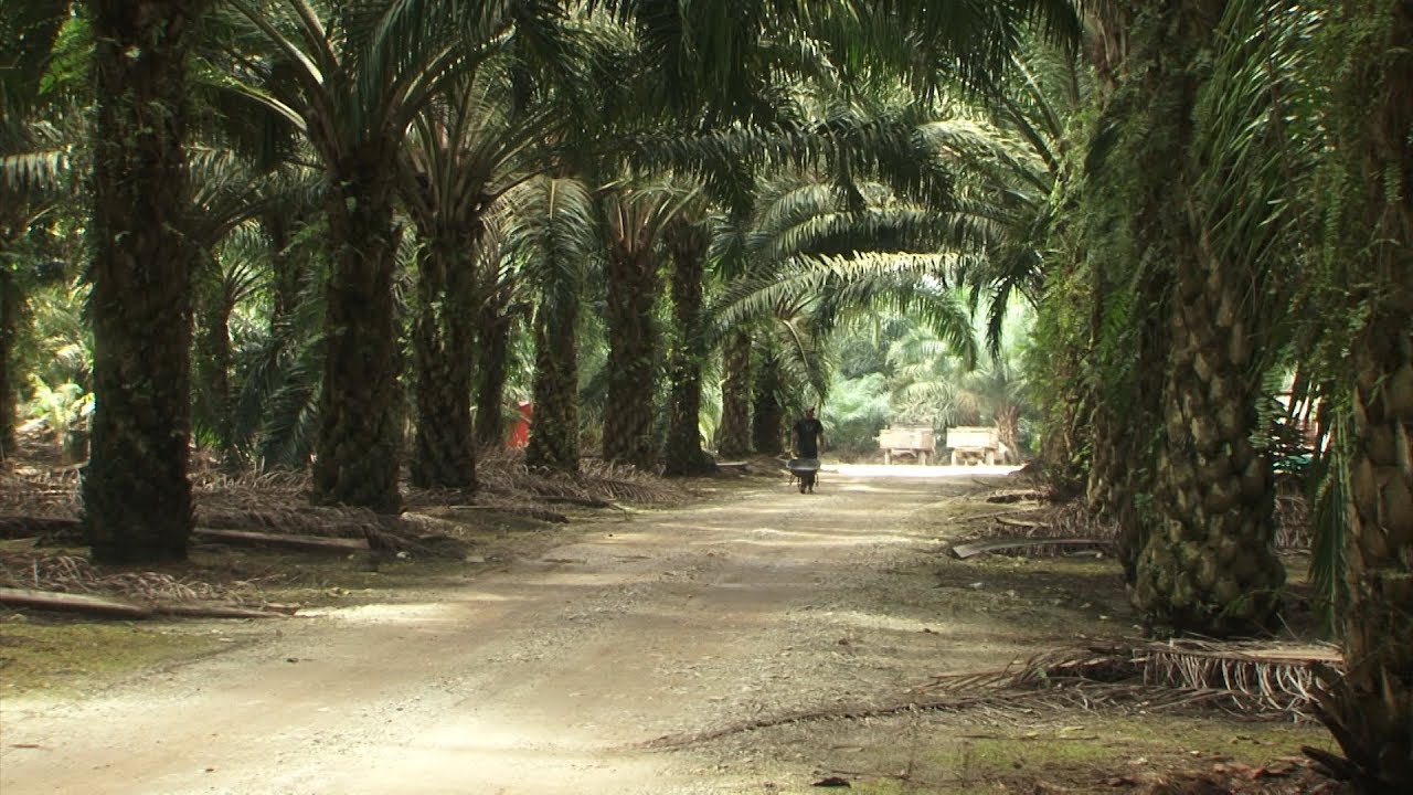 Sime Darby Plantations 9M net profit up 93%