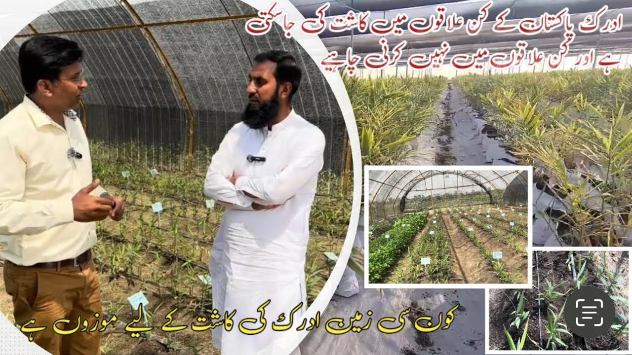 Ginger farming ادرک کی کاشتکاری Pakistan k kin areas me ki ja skti hai |Ginger cultivation |IR FARM