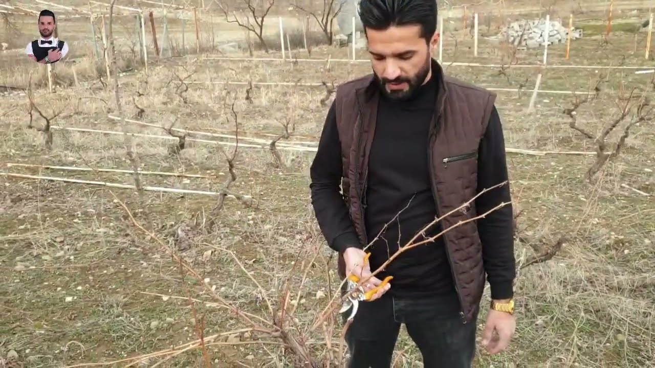 هەڵپاچین دارەمێولەگوندی سارتکە خۆشناوەتی#دارمیو#تقلیم العنب#shahabhalaq