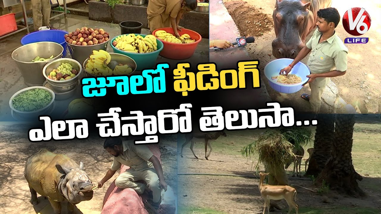 Food Diet For Animals In Zoo Park | V6 Life