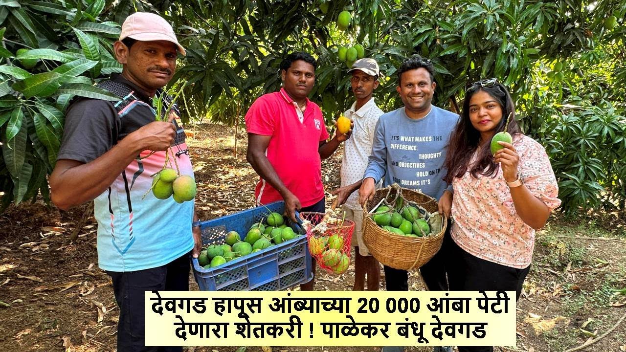 देवगड हापूस आंब्याच्या 20 000 आंबा पेटी देणारा शेतकरी ! पाळेकर बंधू देवगड Devgad Hapus