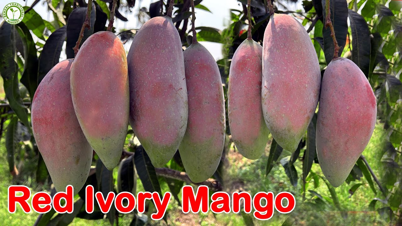 Red Ivory Mango Farming (Chiang Mai Mango) | Contact : 9333227579