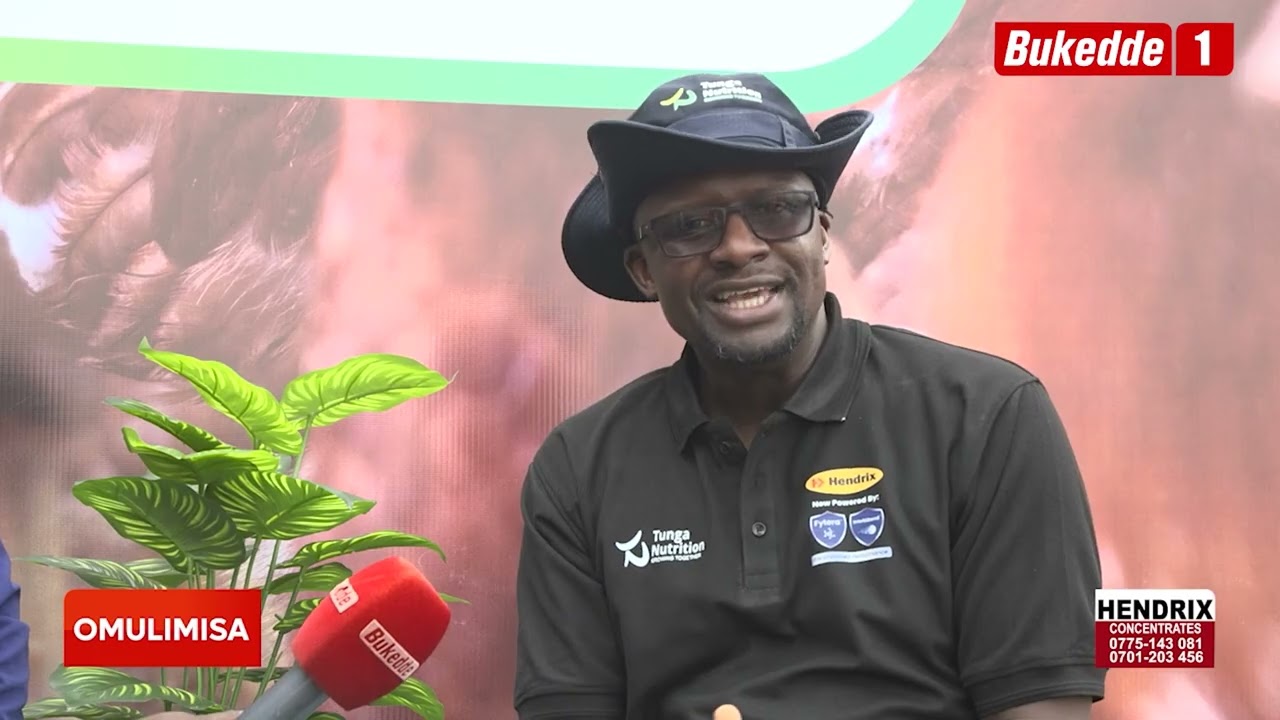 Omulimisa:   Tunuulira nnyo Kalimbwe w'enkoko ojja kumanya oba by'oliisa enkoko zo nnungi.