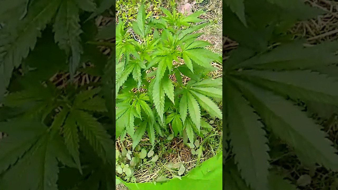 2023 outdoor cannabis grow. Just the beginning 🔥⛽
