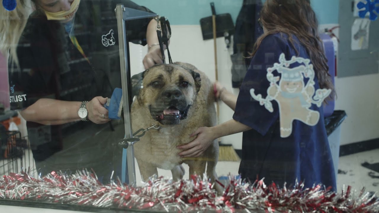 Review--a Full Petco Dog Grooming Session from Start to Finish