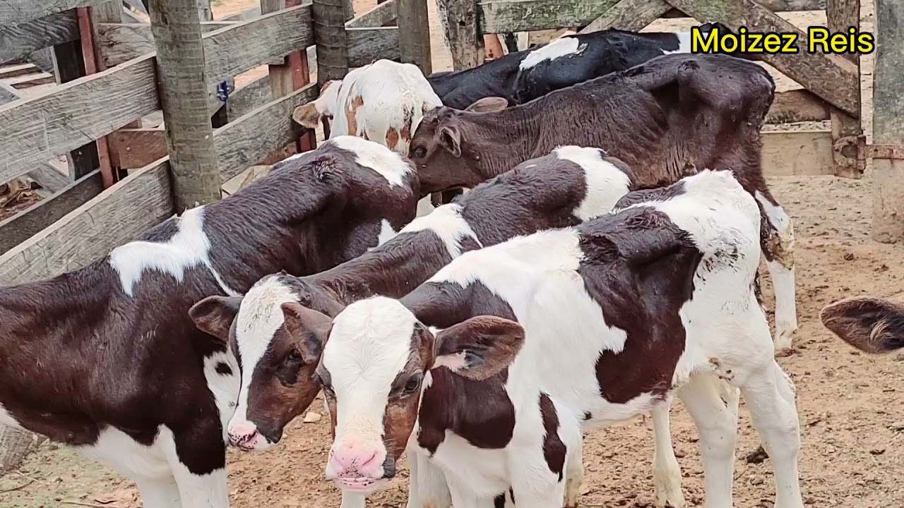 Bezerro berrando e mugindo chamando a m&atilde;e