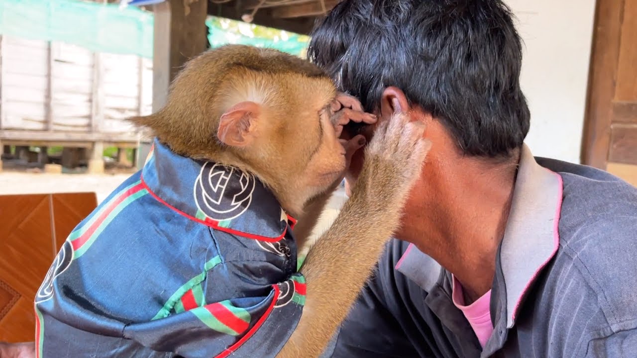 Adorable Tin Grooming & Clear Ear Grandpa