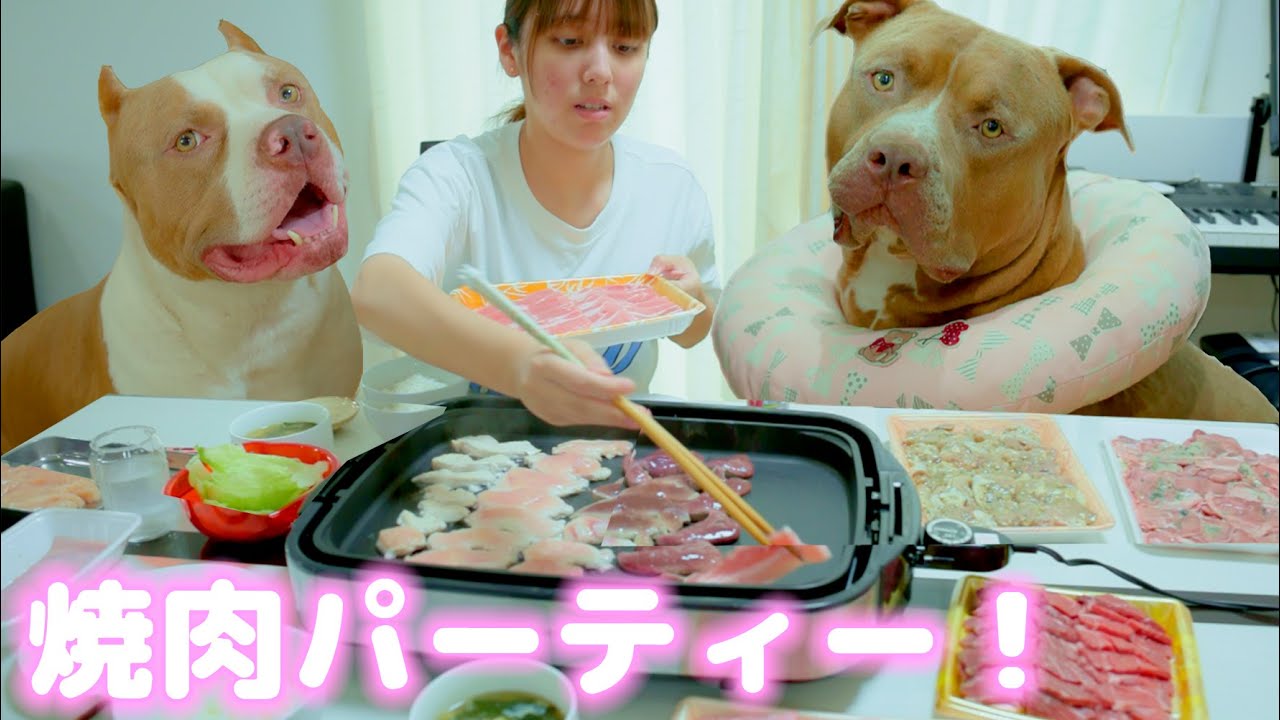 手術から3日！元気になったレイちゃんと焼肉パーティー！大喜び笑【アメリカンピットブル】
