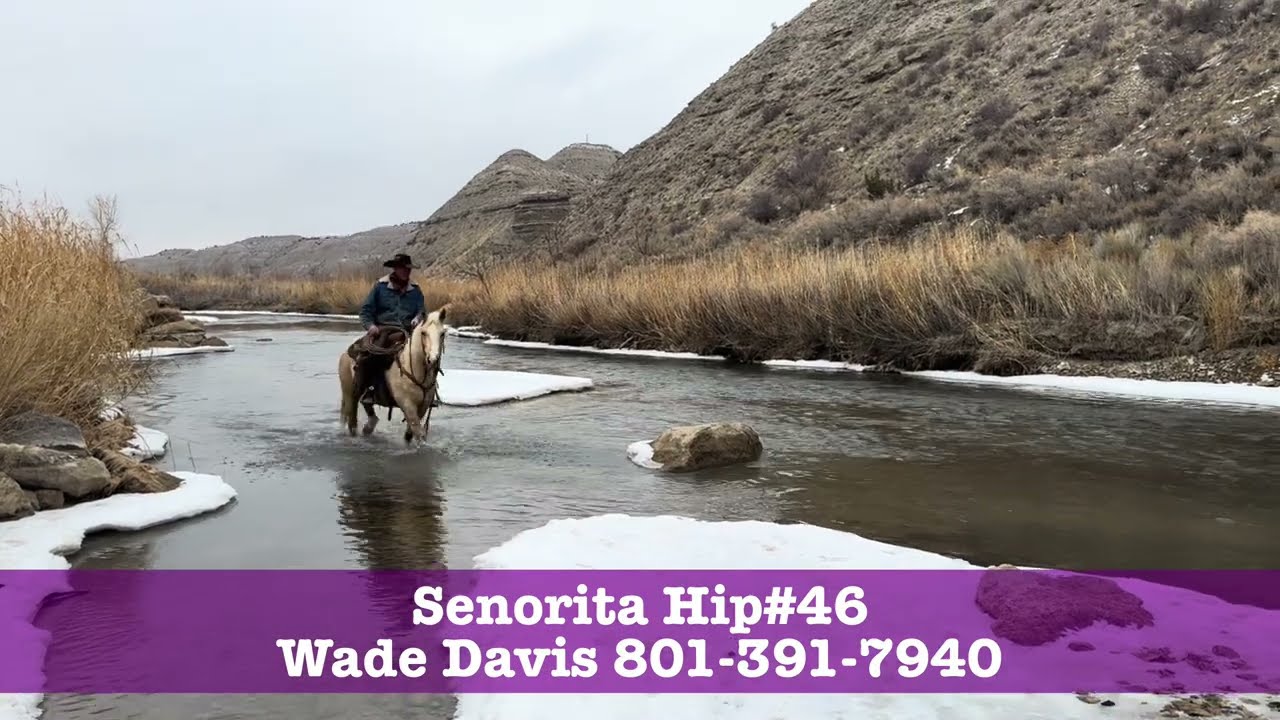 Senorita Hip#46 Heber Valley Horse Sale April 6, 2024.  Heber City Utah