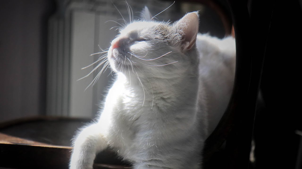 고양이가 좋아하는 음악 자장가😽새끼고양이를 위한 편안한 수면음악, 고양이가 좋아하는 음악, 불면증 치료 음악