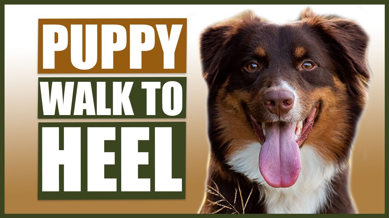 AUSTRALIAN SHEPHERD TRAINING! How to Train Your Australian Shepherd To Walk To Heel!