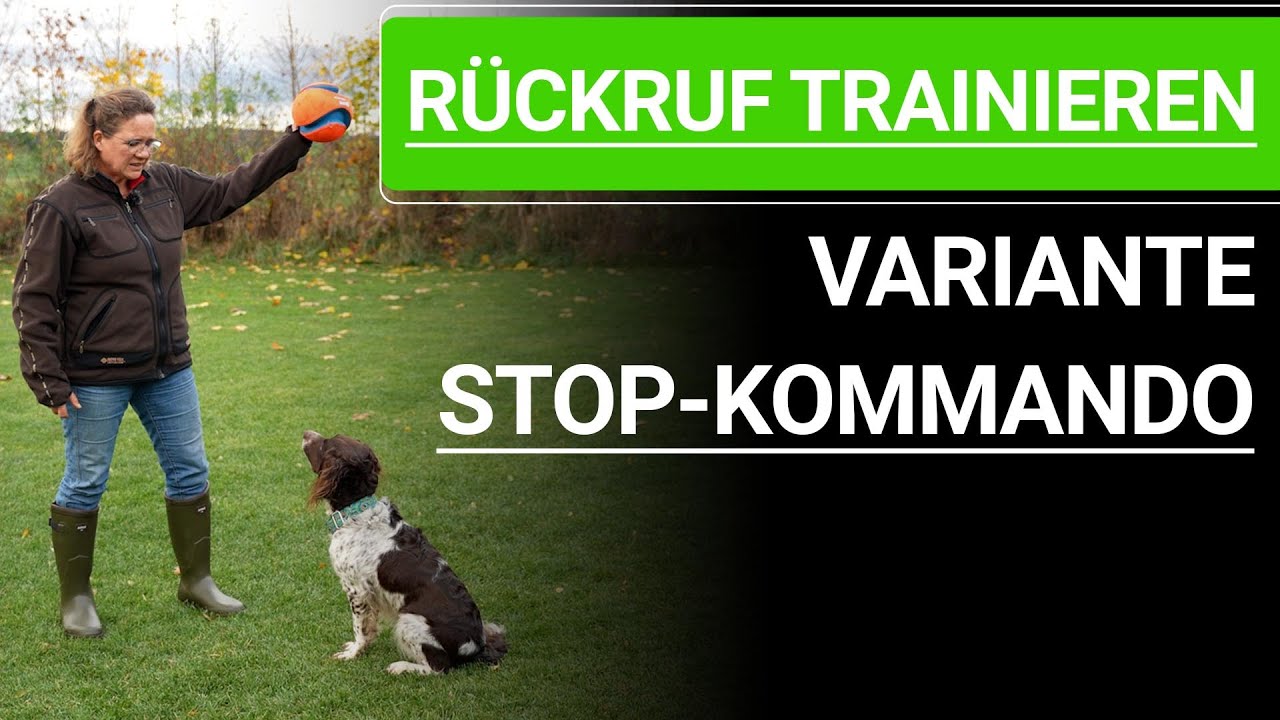 🐶 Rückruf trainieren ➡️ Rückruftraining für Hunde mit Stop Kommando Hund ➡️ Praxisvideo 🐶✔️