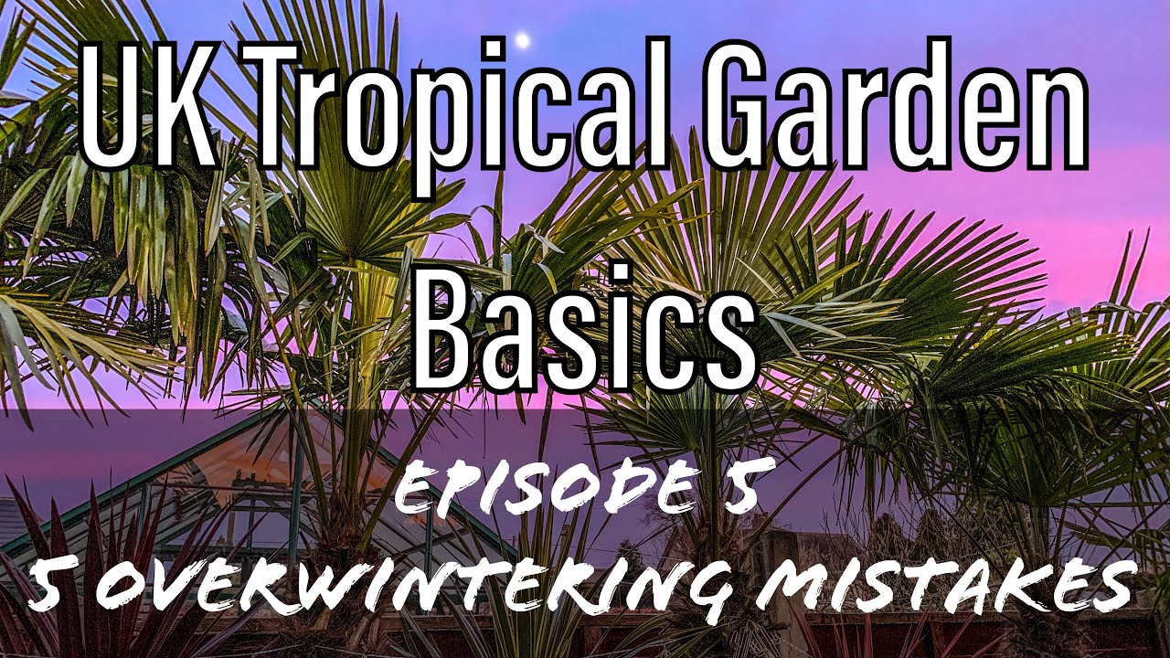 UK Tropical Garden Basics 5: 5 Overwintering Mistakes