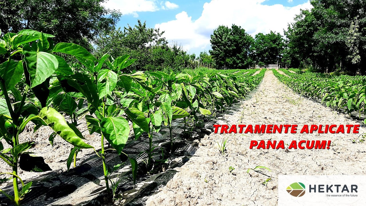 CUM ARATĂ ARDEIUL CAPIA NAPOCA ȘI GOGOȘAR TRAIAN AFARĂ LA O LUNĂ DE LA PLANTARE !!