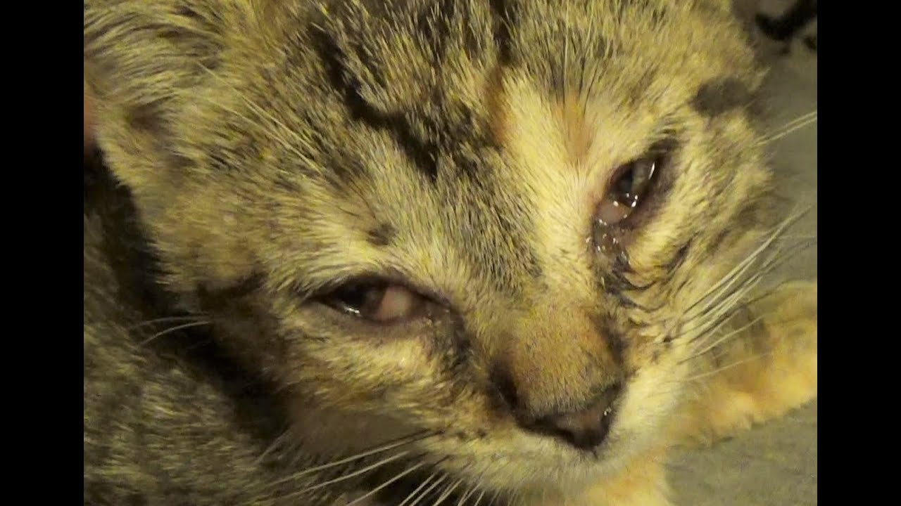 Kitten Conjunctivitis & How To Treat It ~ Care Info In Comments ~ Eye Infections This Bad Need A Vet