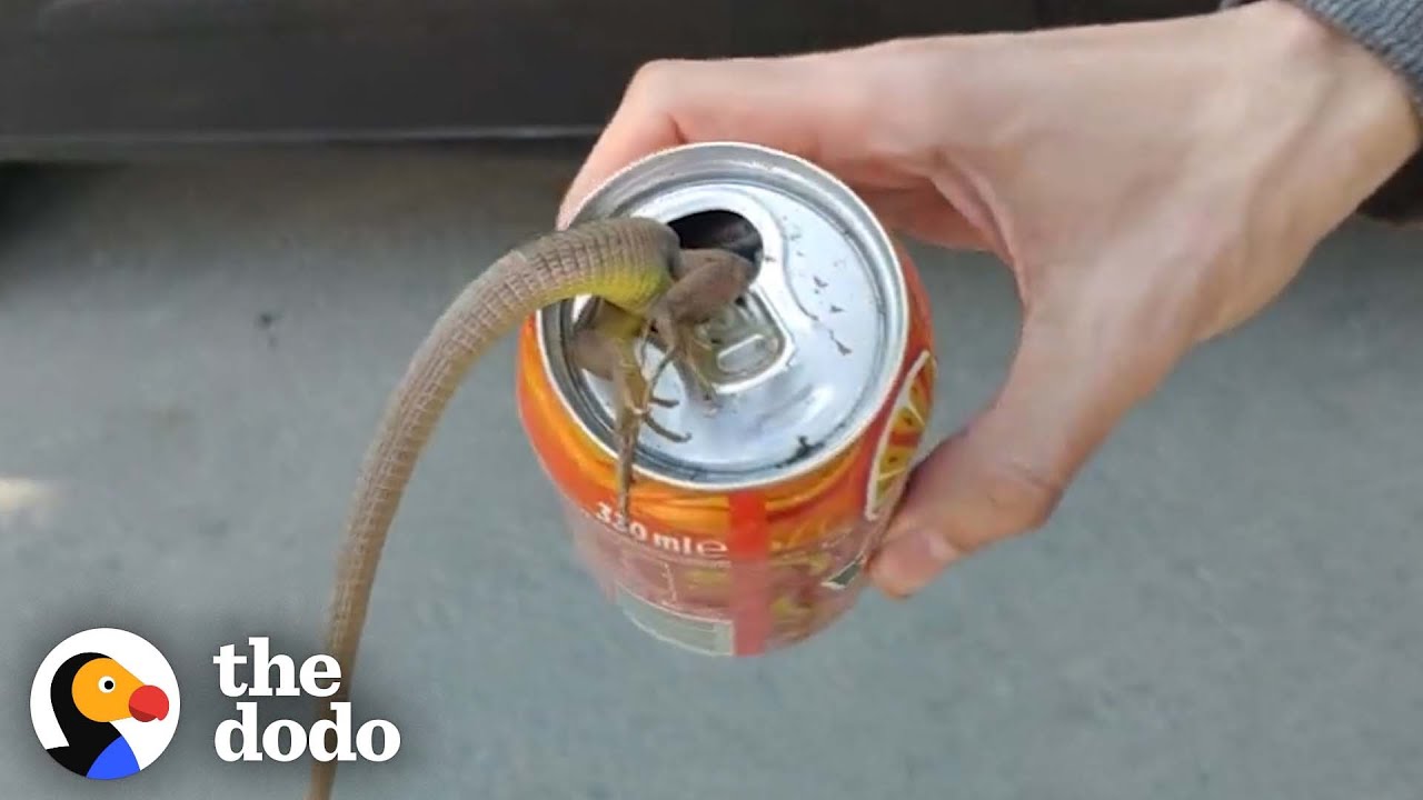Lizard Gets Stuck In A Tin Can | The Dodo