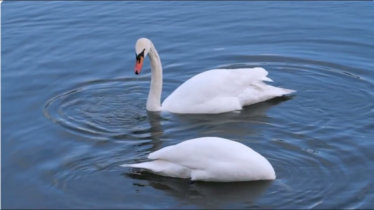 Андрей Покровский 