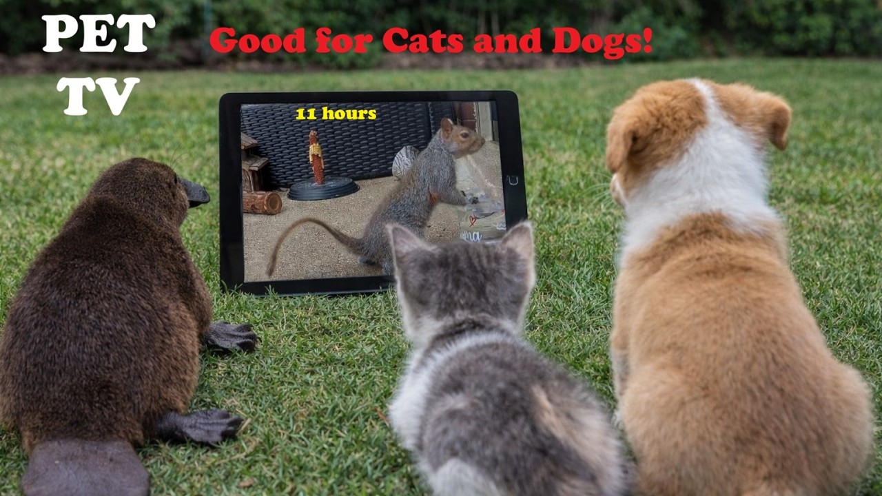 [4K]📺 (Wildlife Cam 02-25-2026) Entertaining PET TV for Dogs and Cats to Watch! 11hrs