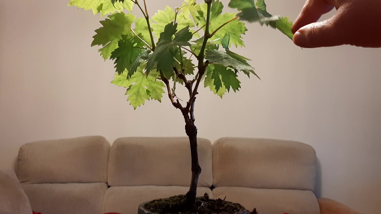 Bonsai de vid (parra, uva.)